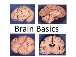 Brain Basics Powerpoint