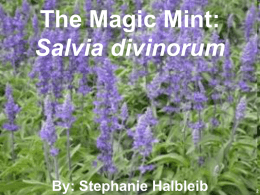 The Magic Mint - Stephanie Nichole Halbleib