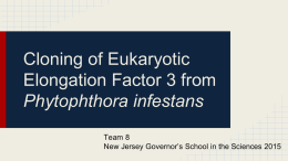 Cloning of Eukaryotic Elongation Factor 3 from