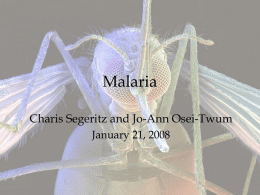 Malaria Powerpoint