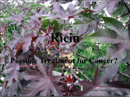Ricin - Faculty Sites at the University of Central Arkansas