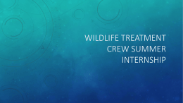 File - UGA CVM Wildlife Treatment Crew