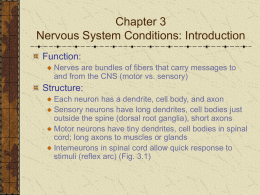 Chapter 3 Nervous System: Introduction