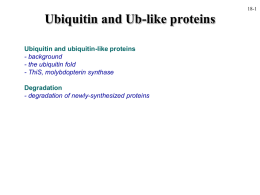 Ubiquitin and Ub
