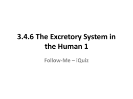 3.4.6 The Excretory System in the Human 1