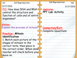 Cell cycle lab