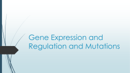 Gene Regulation and Mutations