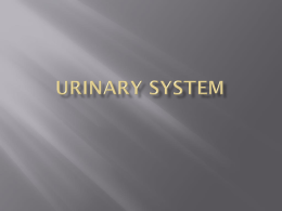 UrinarySystem