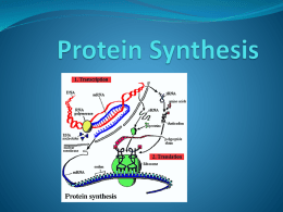 Unit 2 - Protein Synthesis AAB - bushelman-hap