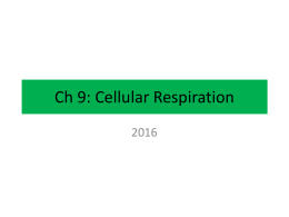 Ch9CellularRespiration