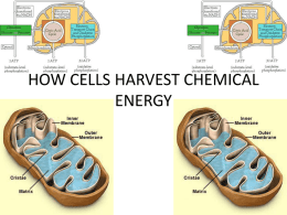 HOW CELLS HARVEST CHEMICAL ENERGY