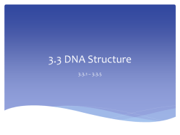 3.3 DNA Structure