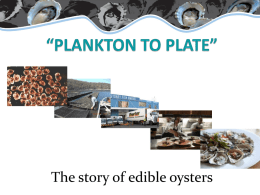 Plankton to Plate: The story of edible oysters