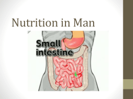 Lesson 3 (Nutrition in Man - Small Intestine Part 1)
