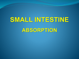 small intestine absorption