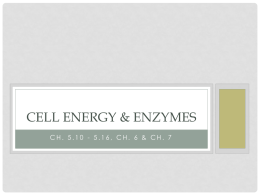 Cell ENERGY & ENZYMES