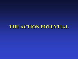 Chapter 04: The Action Potential