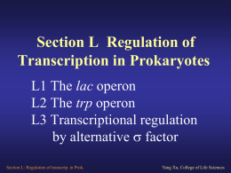 Section L Regulation of Transcription in Prokaryotes