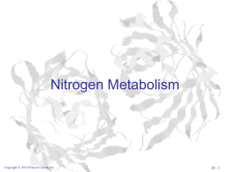 Lecture Slides for Nitrogen Metabolism