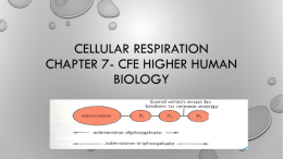 Cellular Respiration Chapter 7- Cfe Higher Human Biology