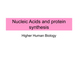 Chapter 3 – Nucleic Acids and Protein Synthesis