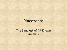 Placozoans and Mesozoans