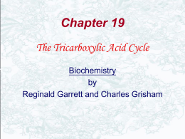 The Chemical Logic of TCA cycle
