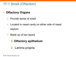 Olfactory Organs