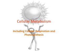 Cellular Metabolism