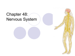 Chapter 48: Nervous System