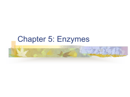 Chapter 5: Enzymes