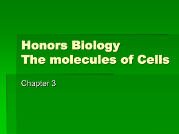 HonBio Chapter 3 notes