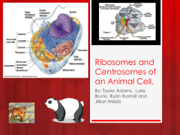 Ribosomes and Centrosomes of an Animal Cell.