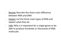Ch 13 RNA and Protein Synthesis