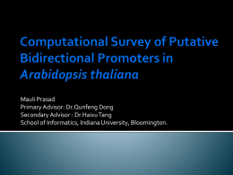 Computational Survey of Putative Bidirectional Promoters