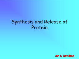 Synthesis and Release of Protein