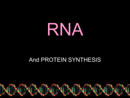 RNA - Mr. Blankenship's pages