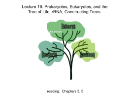 Lecture 16. Prokaryotes, Eukaryotes, and the Tree of Life