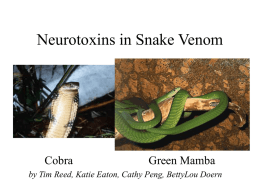 Neurotoxins in Snake Venom - California State University
