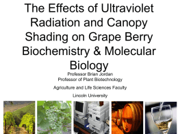 Sauvignon blanc Biochemistry and Molecular Biology: The