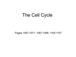 The Cell Cycle - Department of Biology