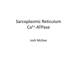 Sarcoplasmic Reticulum Ca2+