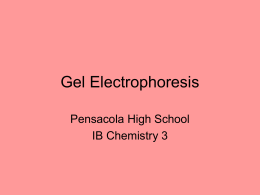 Gel Electrophoresis - PHS International Baccalaureate
