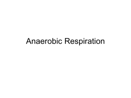 Anaerobic Respiration - University of Indianapolis