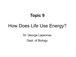 How Does Life Use Energy? - St. Bonaventure University