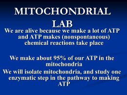 Mitochondrial Lab - University of Colorado Denver