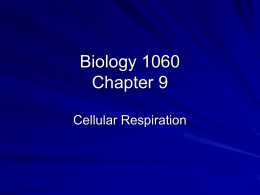 Biology 1060 Chapter 9 - College of Southern Maryland