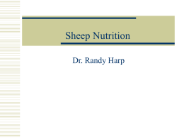 Sheep Nutrition - Tarleton State University