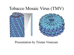 Tobacco Mosaic Virus (TMV)