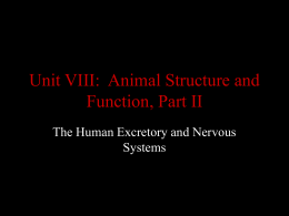 Unit VIII: Animal Structure and Function, Part II